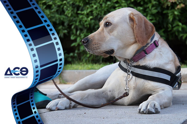 Η καμπάνια για τους σκύλους συνοδούς τυφλών "τρέχει" στην 81η ΔΕΘ